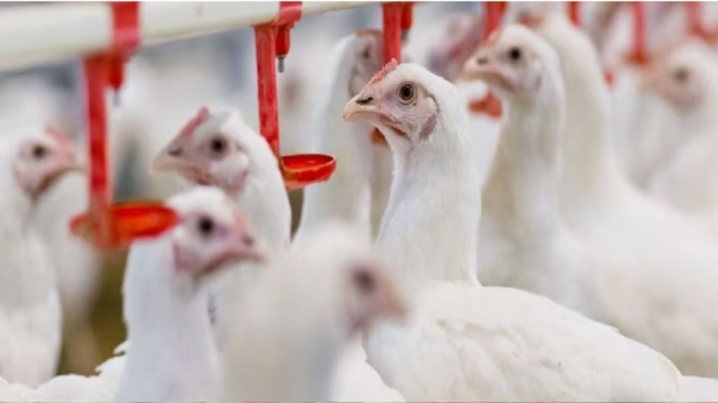 Chicken Quality Chicken Parts Bird Flu