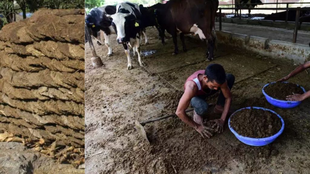 Cow Dung World Countries Sales Agriculture