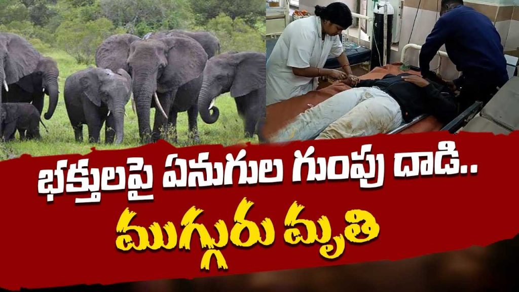 Elephants Attack In Annamay