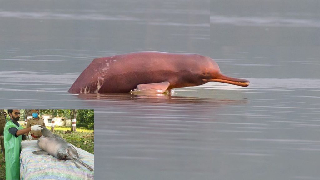Ganga Tiger Gangetic Dolphins Ganga River Dolphins