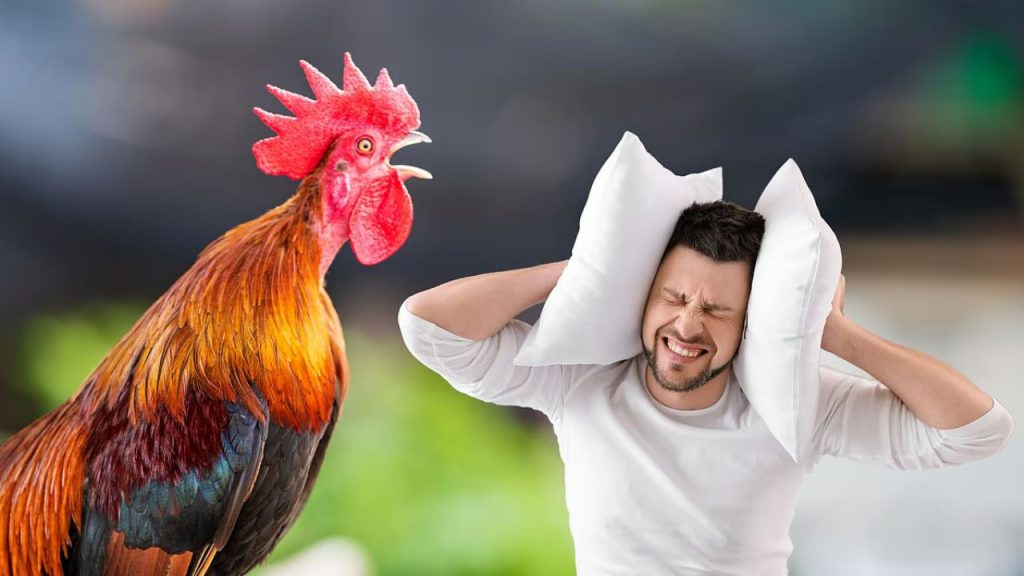 Kerala Man Noisy Rooster Crow