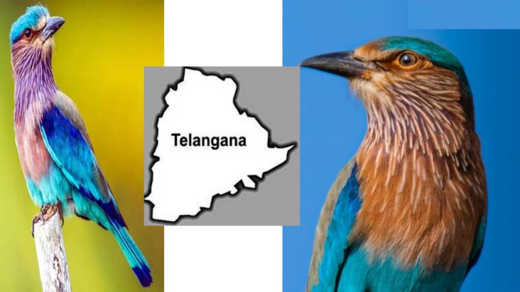 Milk Quail Telangana Government State Bird