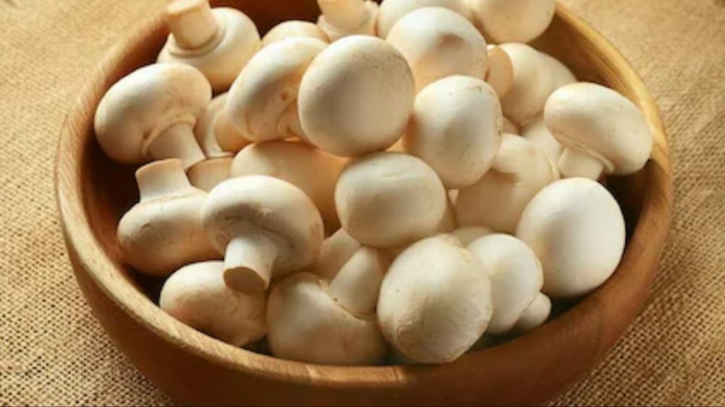 Mushroom