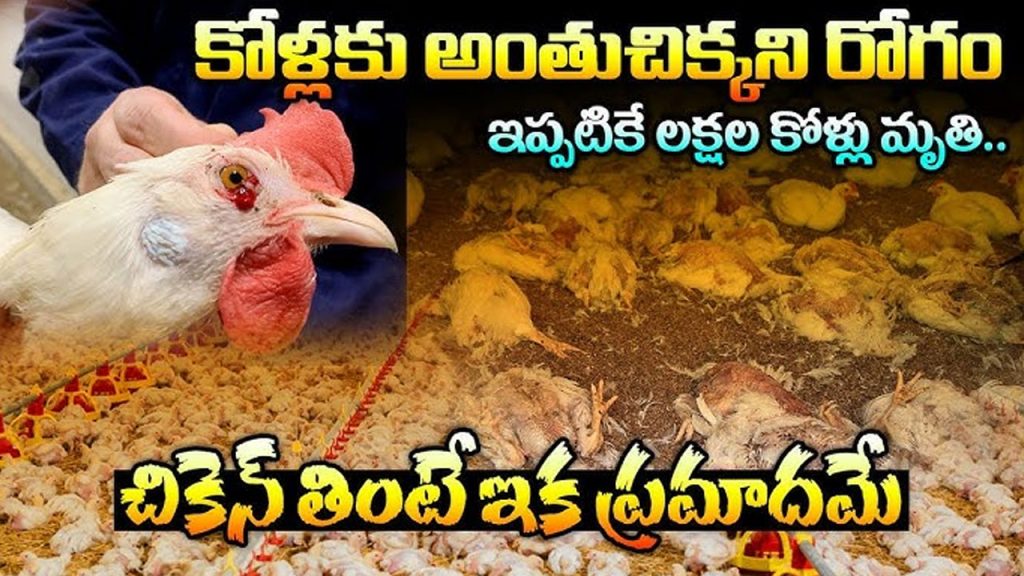 Mysterious Virus In Chicken