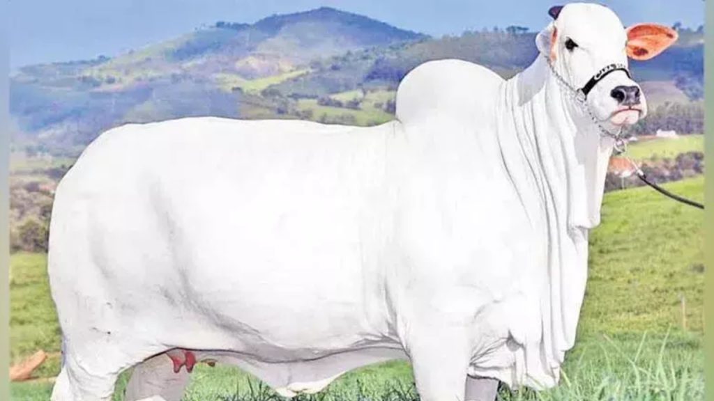 Nellore Cow