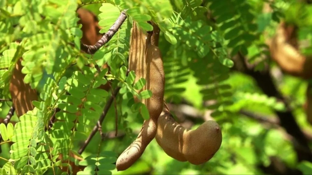 Plants