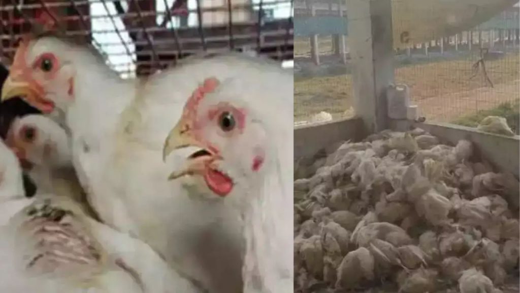 Bird Flu