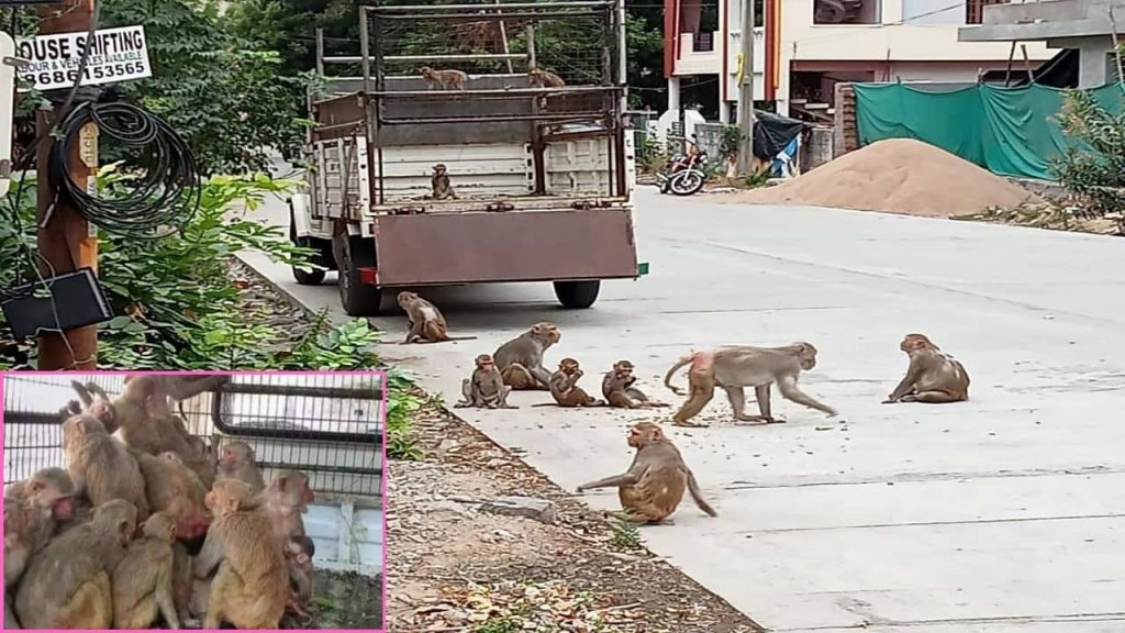 Telangana Villages Sarpanch Aspirants Monkey Catch update Monkeys Problem Min