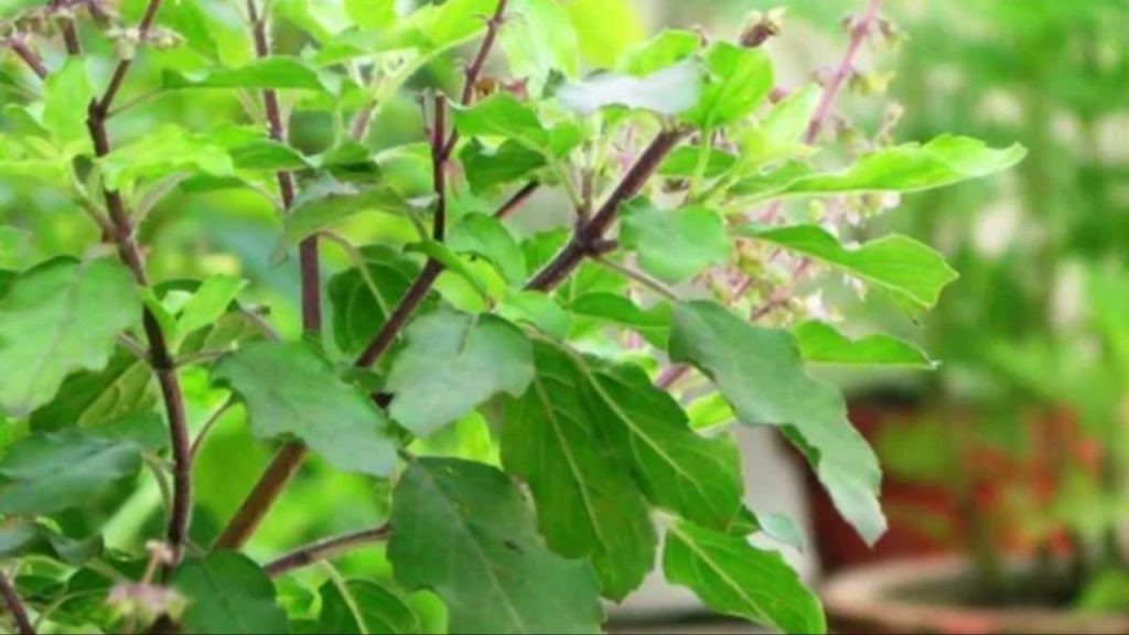 Tulsi