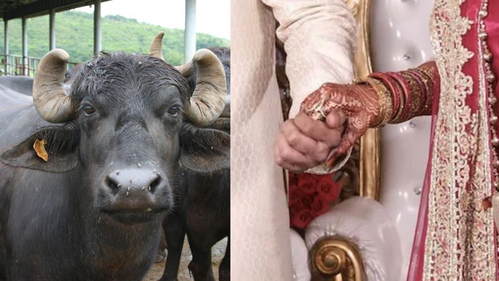 Up Woman Second Marriage For Buffaloes Uttar Pradesh Hasanpur Asma