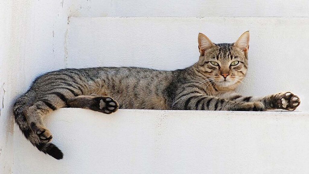 Bird Flu In Cats
