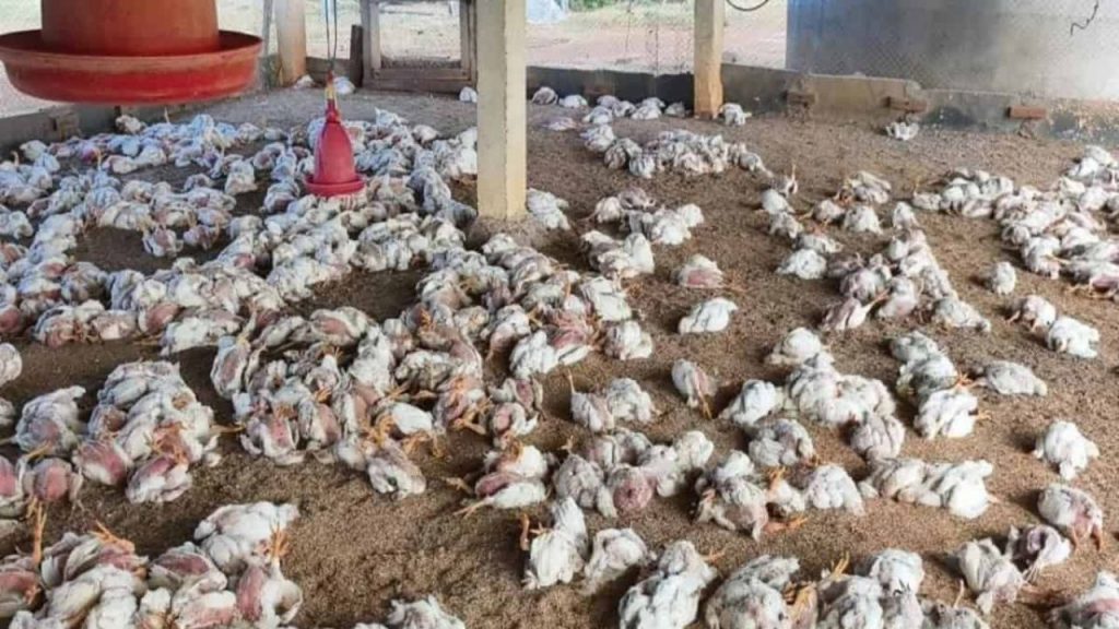 Bird Flu Outbreak Medak Sangareddy Telangana Ap Poultry Farms