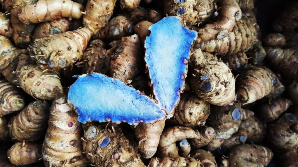 Black Turmeric (2)