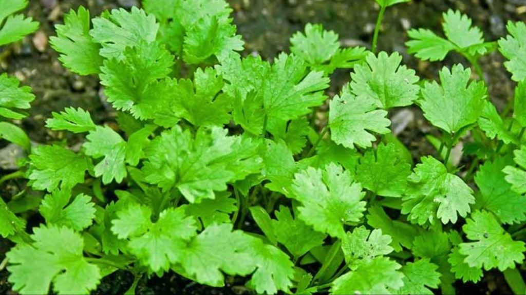 Coriander