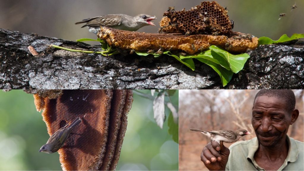 Honeyguide Birds Honey Bees Indicator Birds Honey Birds 