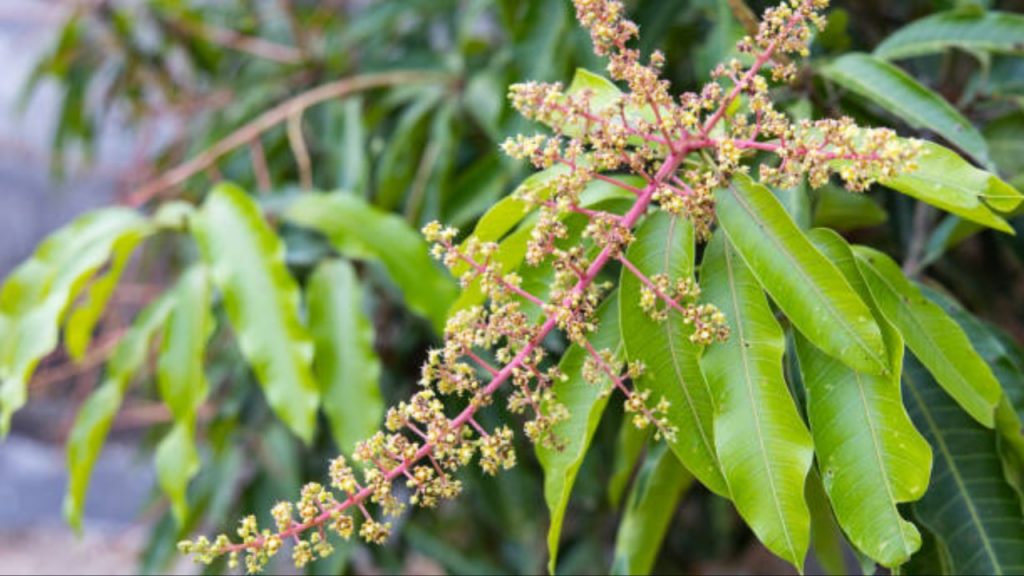 Mango Flower