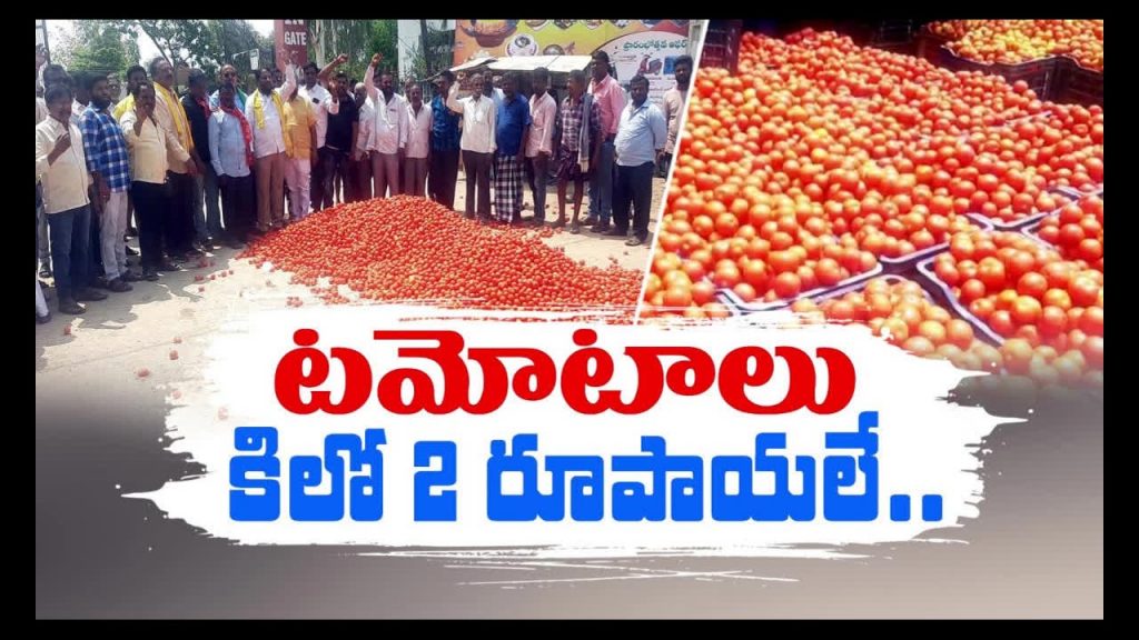 Tomato Prices Down
