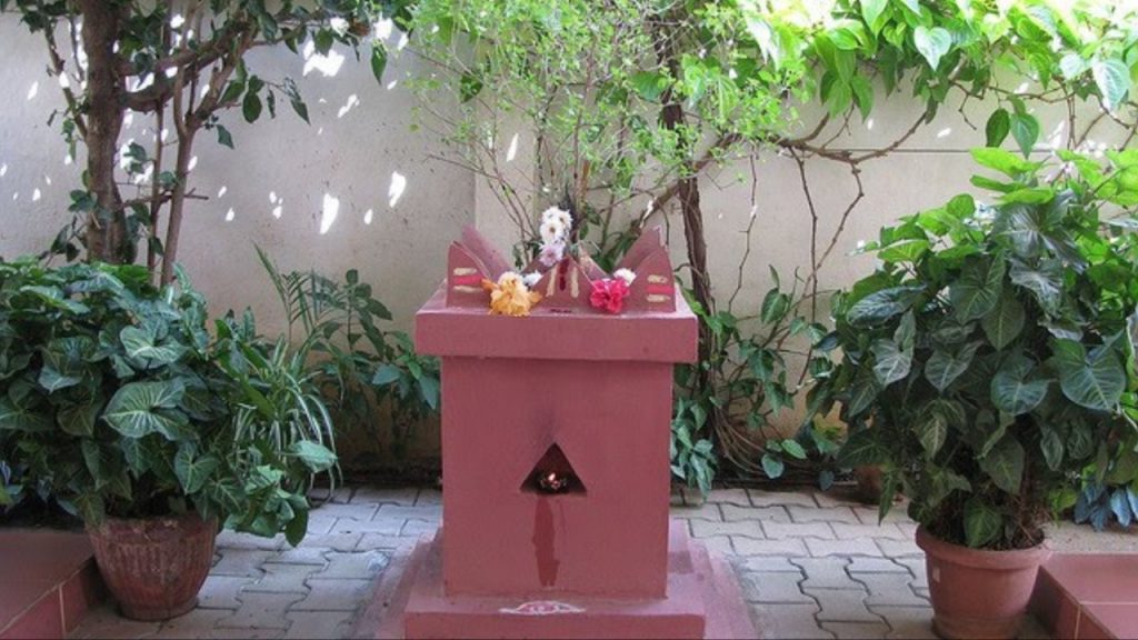Tulsi Plant