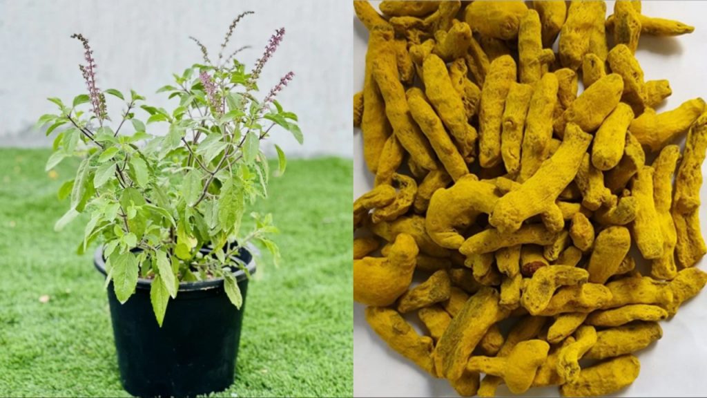 Tulsi Plant