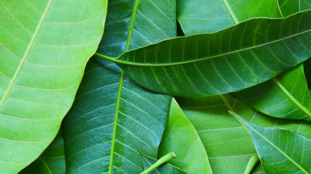 Mango Leaves