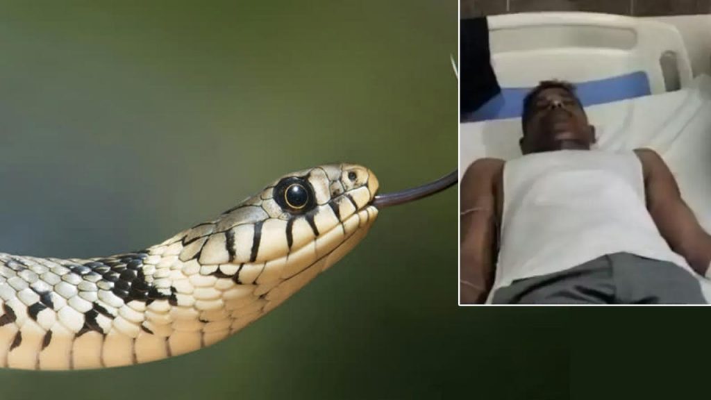 Snake Bite
