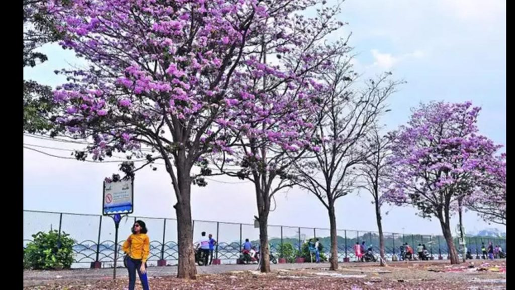 Tabebuia Rosea In Hyderabad