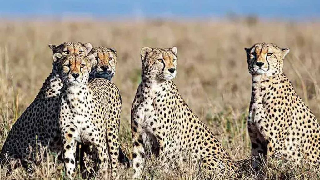 8 more cheetahs coming to India