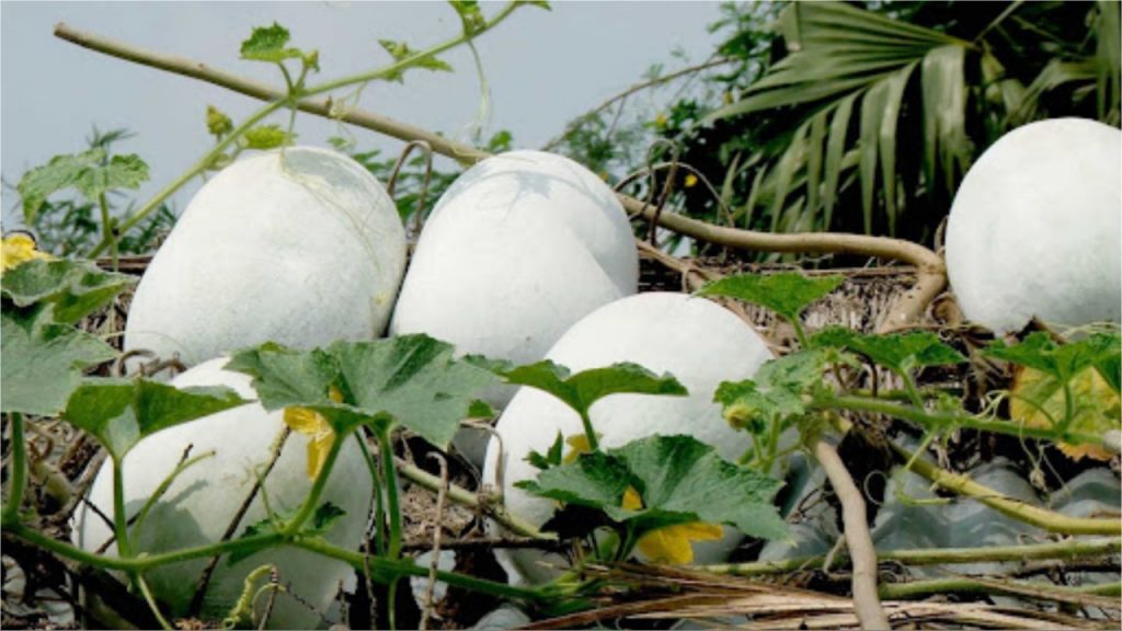 Ash Gourd
