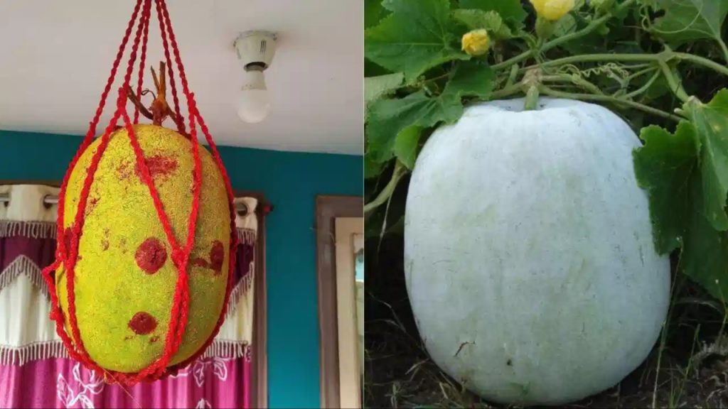 Ash Gourd