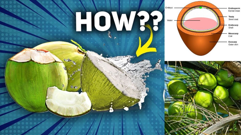 Coconut Water Coconut Shell Coconuts Drupe Cocos Nucifera