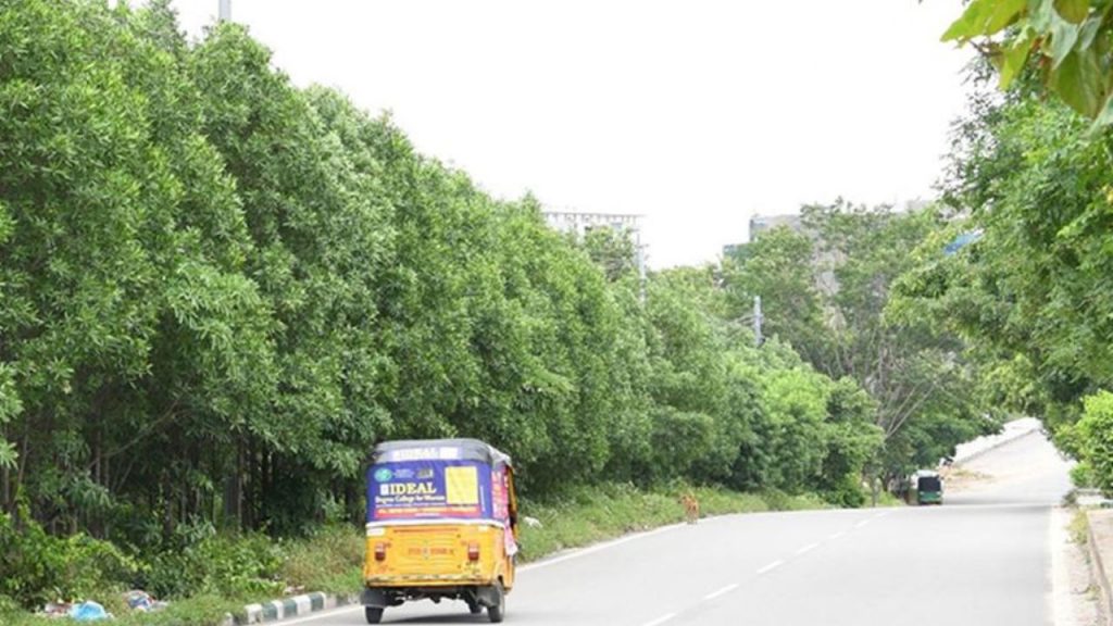 Conocarpus Trees Hyderabad Telangana Assembly Speaker Gaddam Prasad Kumar