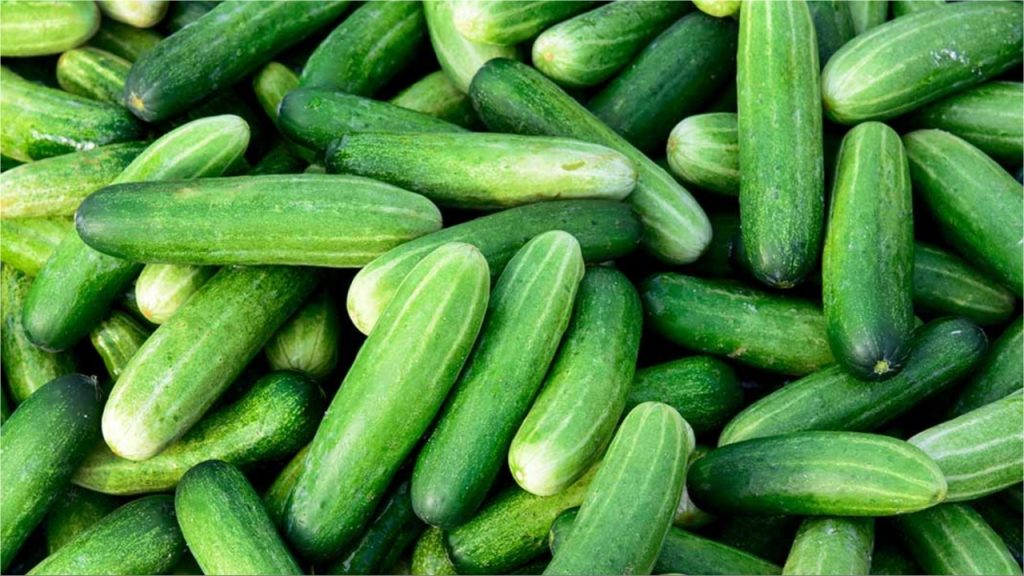 Cucumber