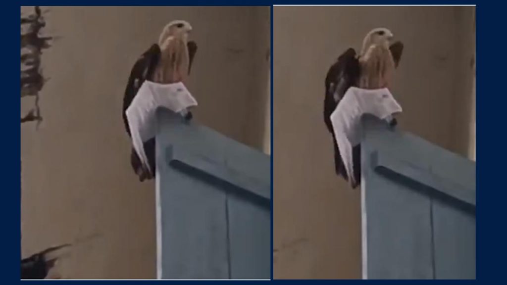 Eagle Snatches Student's Ha