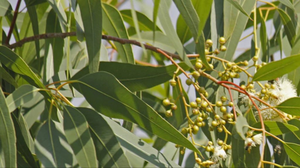 Eucalyptus