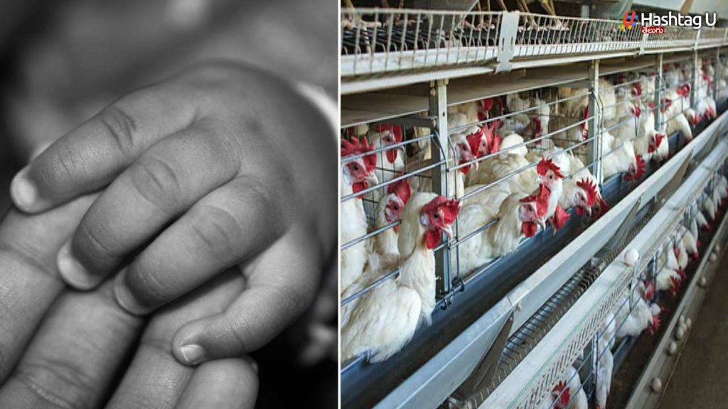 First Bird Flu Death In Ap