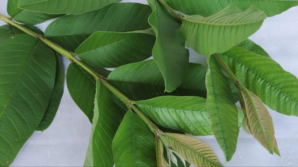 Guava Leaves