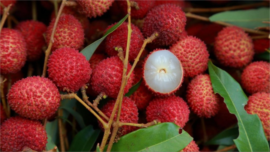 Lychee