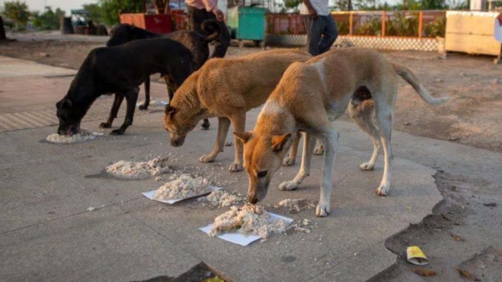 Man Vs Dogs Delhi Kailash Nagar Shahdara District Naushad  