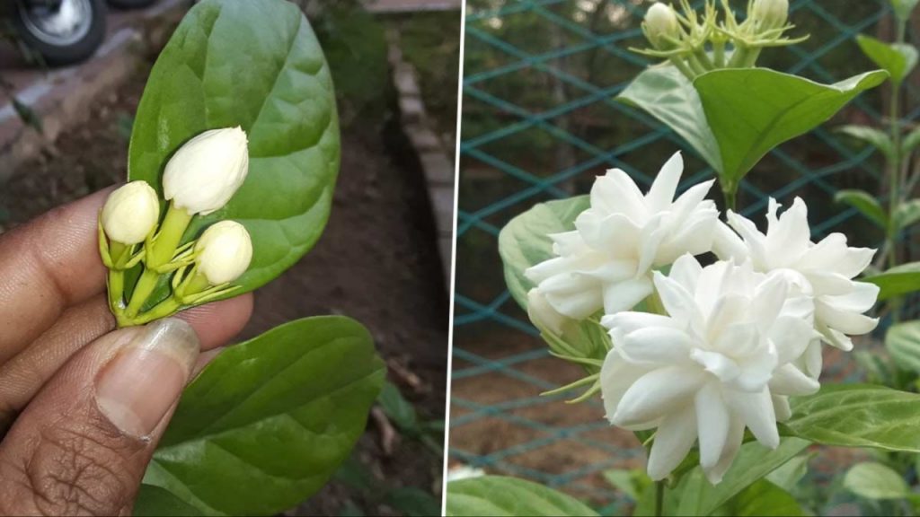Mogra Flower