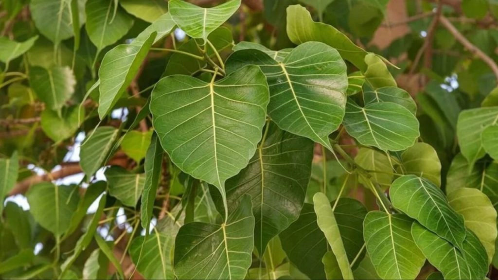 Peepal Tree