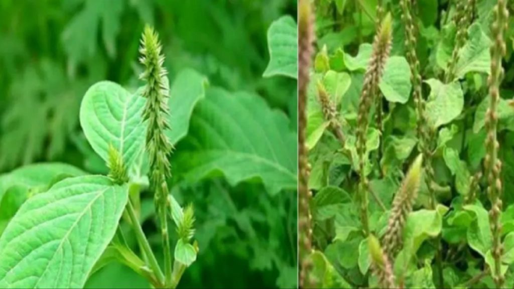 Sacred Herb