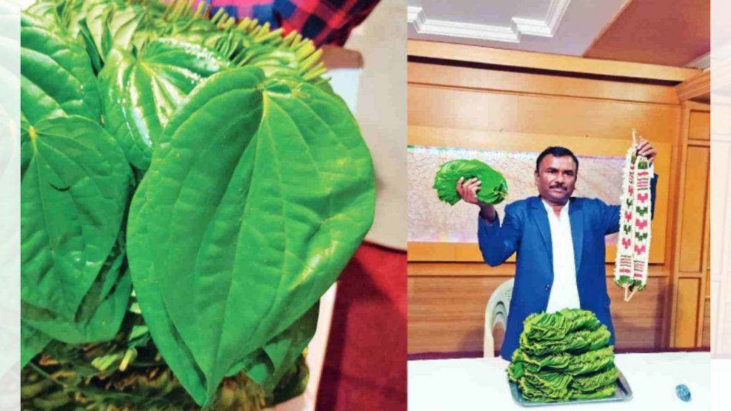 Tamil Nadus Pride Kumbakonam Betel Leaves Thovalai Flower Garlands Gi Tags