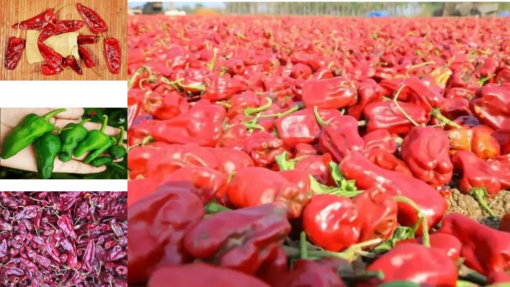 Warangal Chapata Chilli Gi Tag Tomato Chilli Red Chili