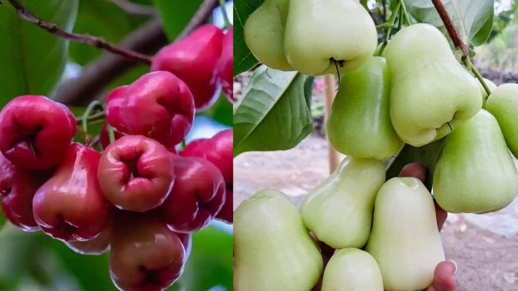 Benefits of Eating Watter Apple