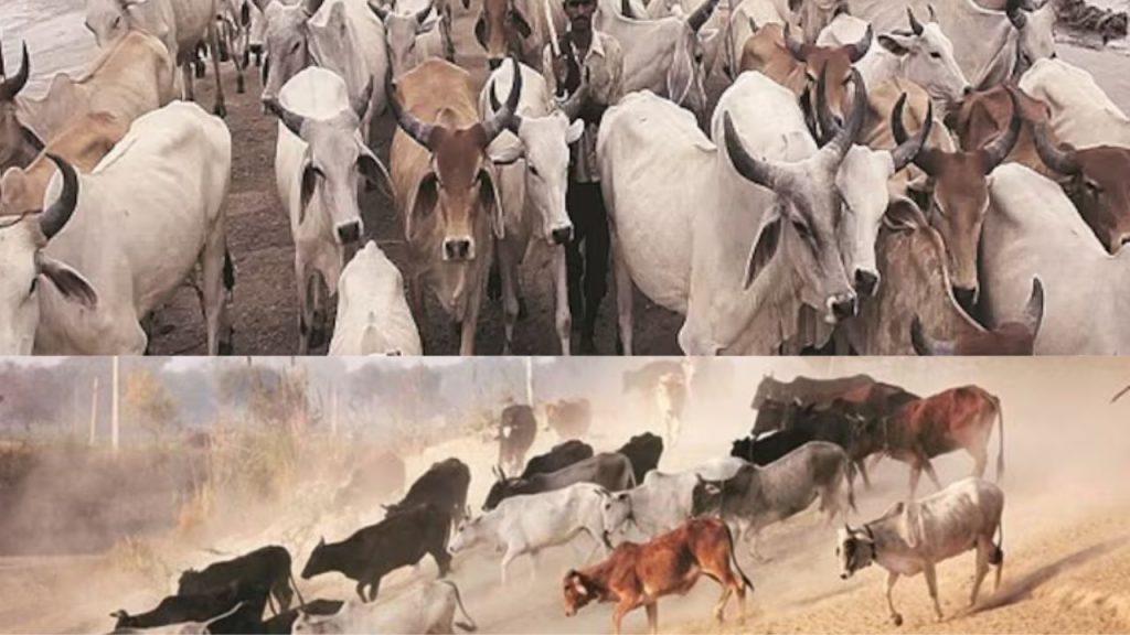 Wild Cows Attack Farm Lands Ntr District Palnadu District Andhra Pradesh