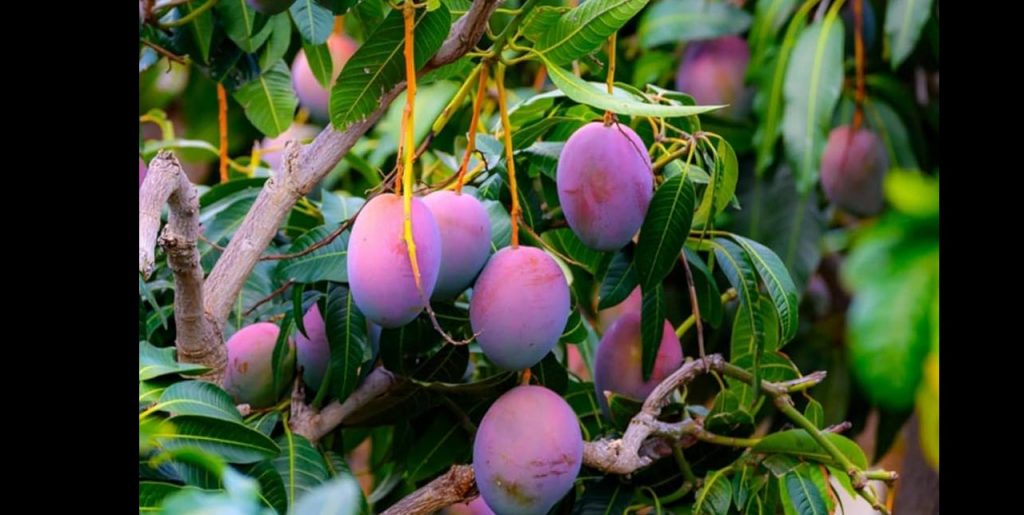 Miyazaki Mango Price