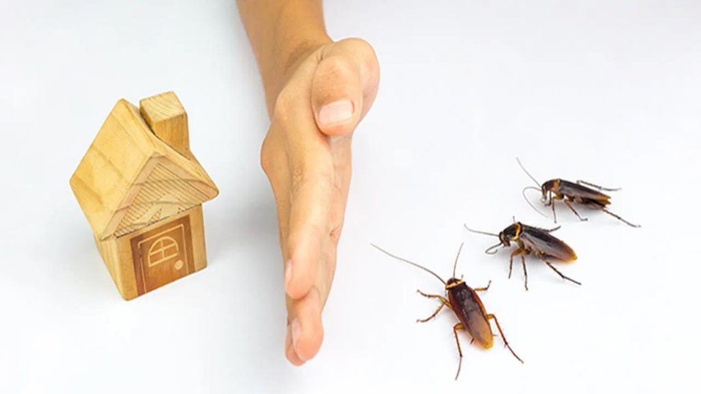 Mosquitoes, Cockroaches