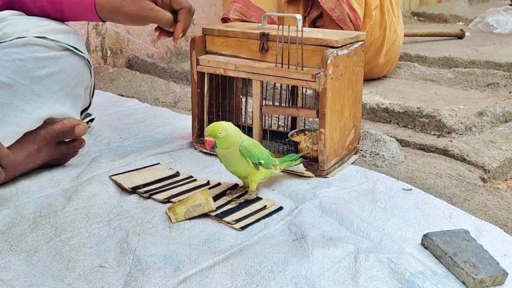 Parrot