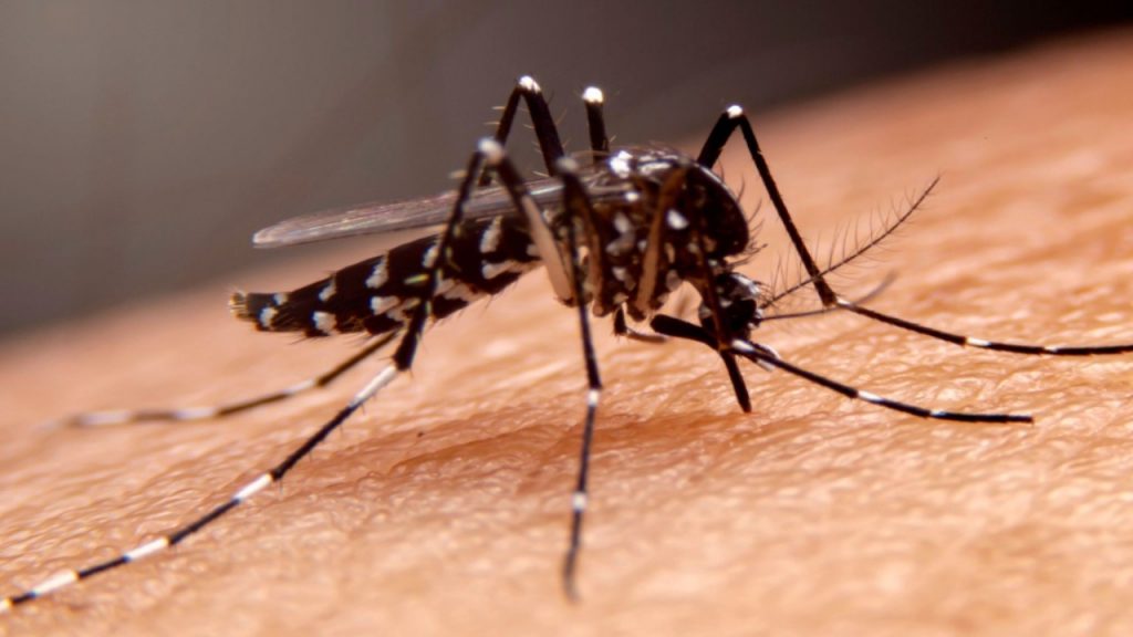 Mosquitoes