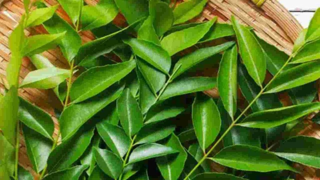 Curry Leaves